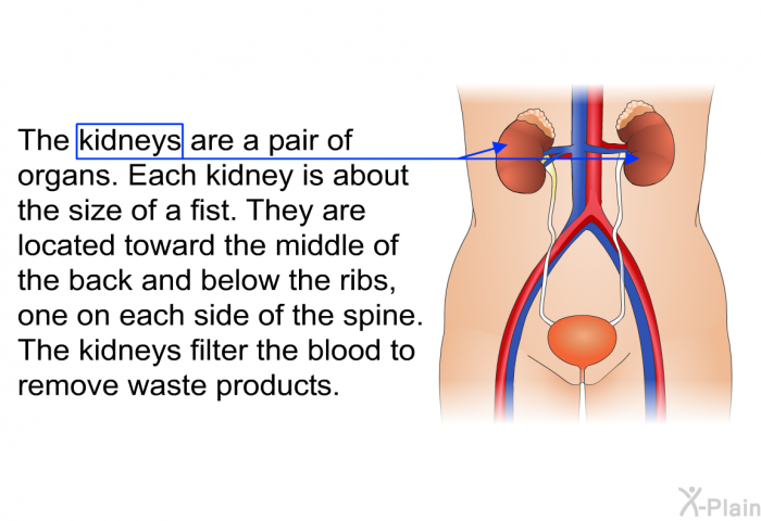 The kidneys are a pair of organs. Each kidney is about the size of a fist. They are located toward the middle of the back and below the ribs, one on each side of the spine. The kidneys filter the blood to remove waste products.