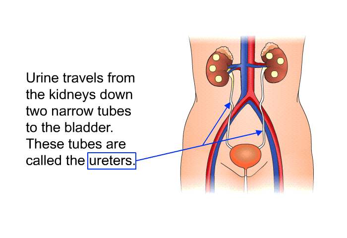 Urine travels from the kidneys down two narrow tubes to the bladder. These tubes are called the ureters.