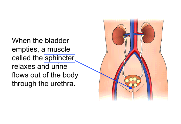 When the bladder empties, a muscle called the sphincter relaxes and urine flows out of the body through the urethra.
