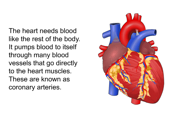 The heart needs blood like the rest of the body. It pumps blood to itself through many blood vessels that go directly to the heart muscles. These are known as coronary arteries.