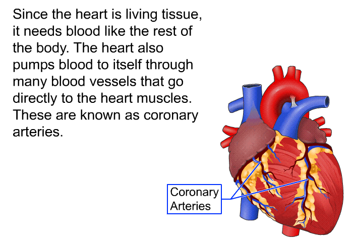 Since the heart is living tissue, it needs blood like the rest of the body. The heart also pumps blood to itself through many blood vessels that go directly to the heart muscles. These are known as coronary arteries.