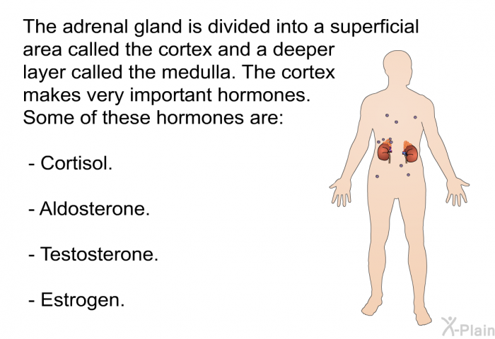 The adrenal gland is divided into a superficial area called the cortex and a deeper layer called the medulla. The cortex makes very important hormones. Some of these hormones are:  Cortisol. Aldosterone. Testosterone. Estrogen.