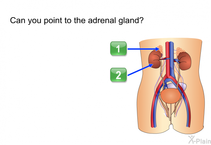 Can you point to the adrenal gland?