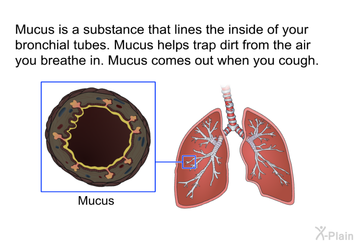 Mucus is a substance that lines the inside of your bronchial tubes. Mucus helps trap dirt from the air you breathe in. Mucus comes out when you cough.