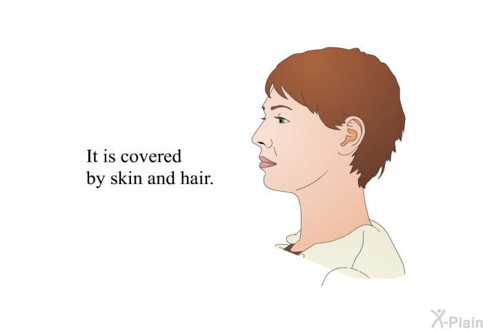 It is covered by skin and hair.