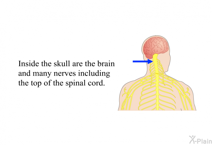 Inside the skull are the brain and many nerves including the top of the spinal cord.