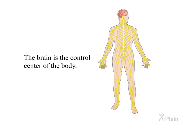 The brain is the control center of the body.