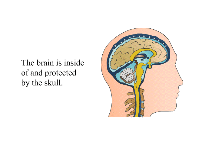 The brain is inside of and protected by the skull.