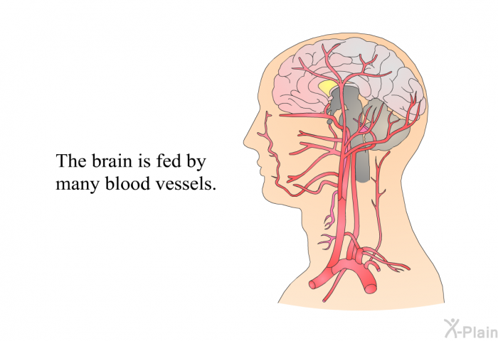 The brain is fed by many blood vessels.