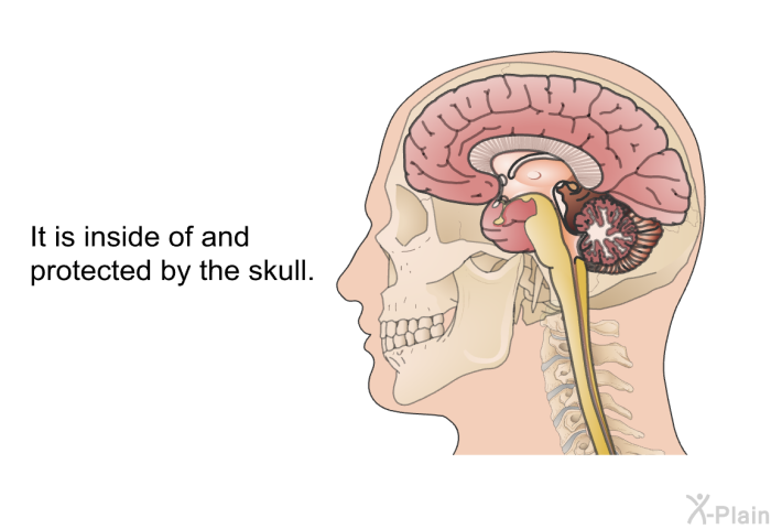 It is inside of and protected by the skull.
