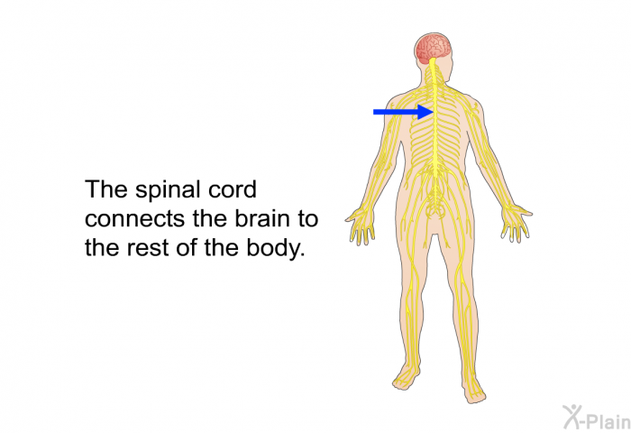 The spinal cord connects the brain to the rest of the body.