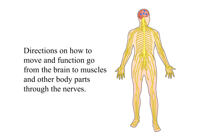 Directions on how to move and function go from the brain to muscles and other body parts through the nerves.