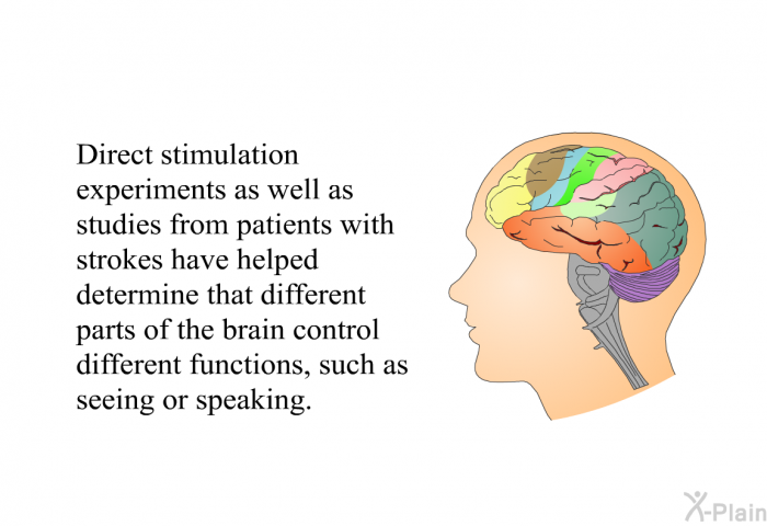 Direct stimulation experiments as well as studies from patients with strokes have helped determine that different parts of the brain control different functions, such as seeing or speaking.