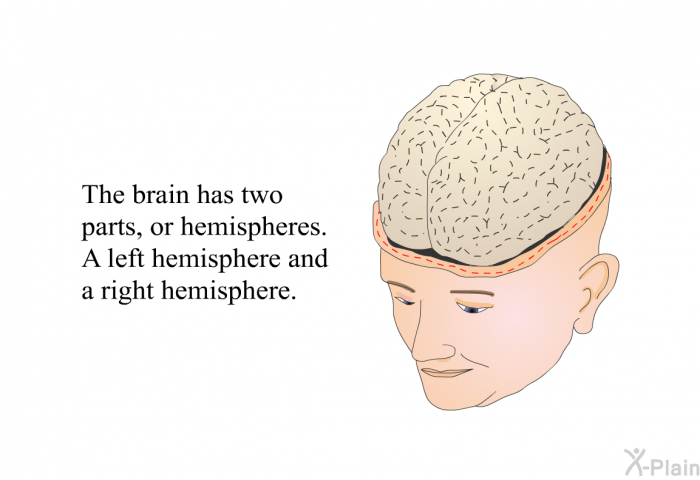 The brain has two parts, or hemispheres. A left hemisphere and a right hemisphere.