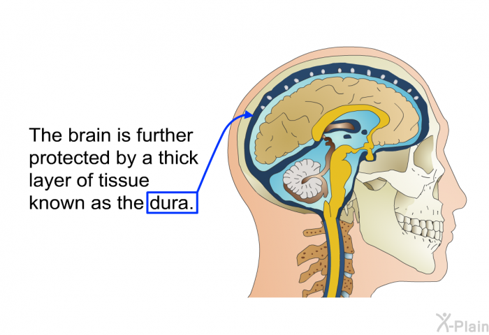 The brain is further protected by a thick layer of tissue known as the dura.