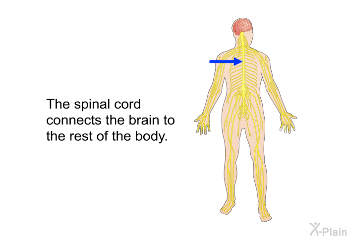 The spinal cord connects the brain to the rest of the body.