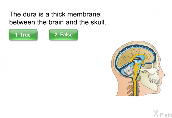 The dura is a thick membrane between the brain and the skull. Press true or false.