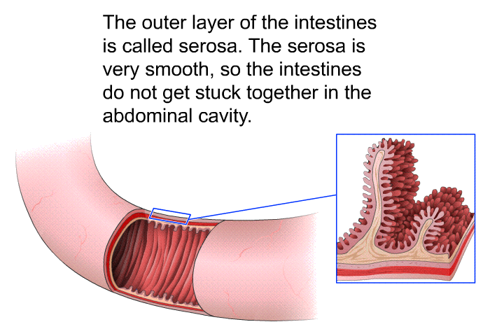 The outer layer of the intestines is called serosa. The serosa is very smooth, so the intestines do not get stuck together in the abdominal cavity.