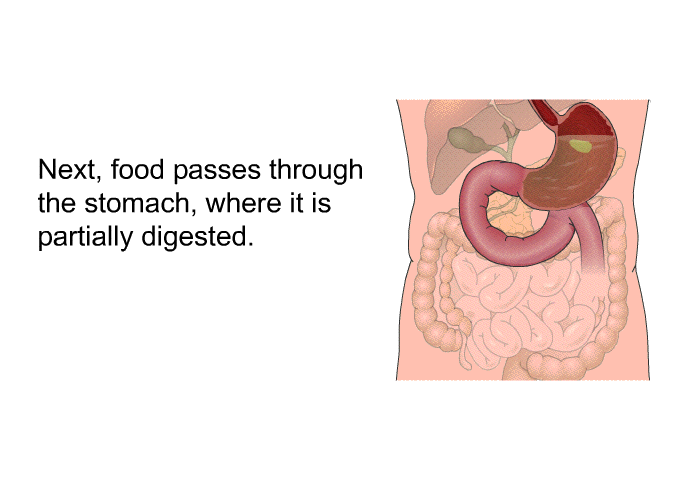 Next, food passes through the stomach, where it is partially digested.