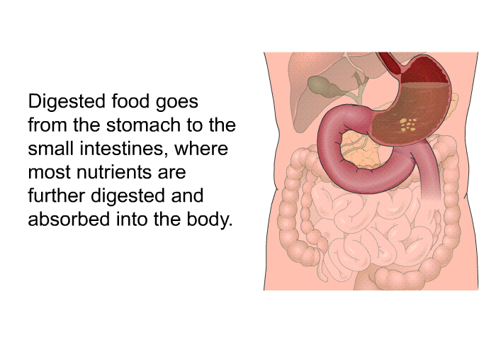 Digested food goes from the stomach to the small intestines, where most nutrients are further digested and absorbed into the body.