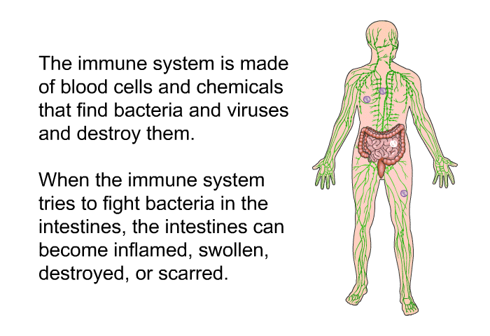 The immune system is made of blood cells and chemicals that find bacteria and viruses and destroy them. When the immune system tries to fight bacteria in the intestines, the intestines can become inflamed, swollen, destroyed, or scarred.