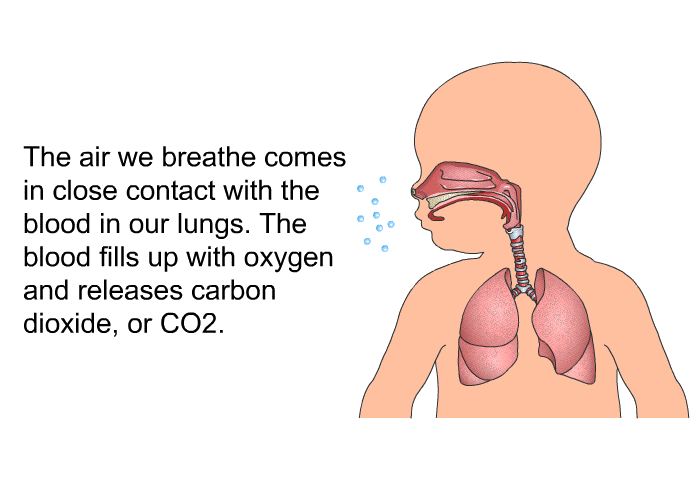The air we breathe comes in close contact with the blood in our lungs. The blood fills up with oxygen and releases carbon dioxide, or CO2.
