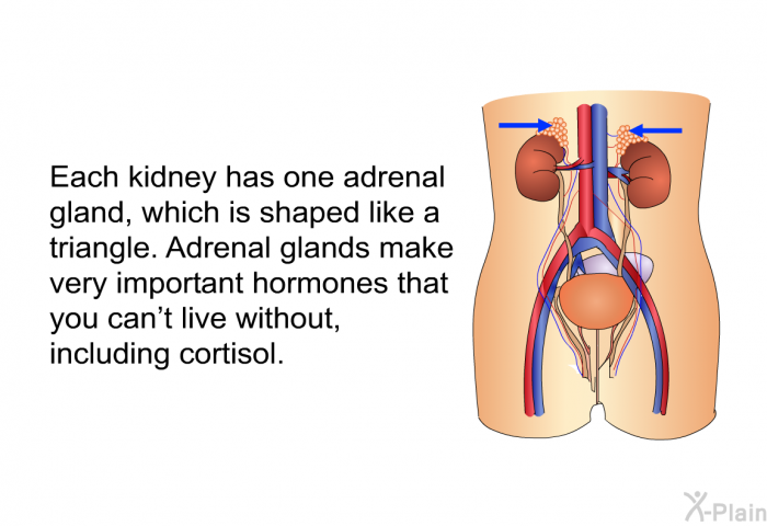 Each kidney has one adrenal gland, which is shaped like a triangle. Adrenal glands make very important hormones that you can't live without, including cortisol.