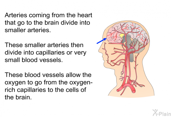 Arteries coming from the heart that go to the brain divide into smaller arteries. These smaller arteries then divide into capillaries or very small blood vessels. These blood vessels allow the oxygen to go from the oxygen-rich capillaries to the cells of the brain.
