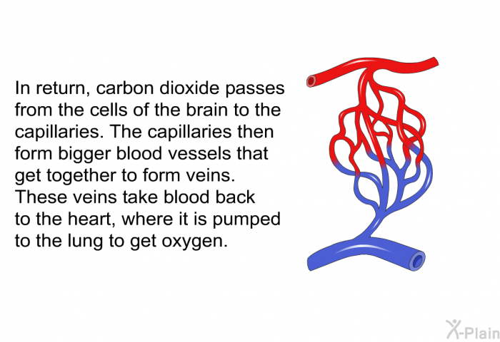 In return, carbon dioxide passes from the cells of the brain to the capillaries. The capillaries then form bigger blood vessels that get together to form veins. These veins take blood back to the heart, where it is pumped to the lung to get oxygen.
