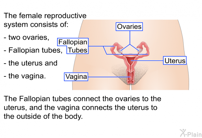 The female reproductive system consists of two ovaries, Fallopian tubes, the uterus and the vagina. The Fallopian tubes connect the ovaries to the uterus, and the vagina connects the uterus to the outside of the body.