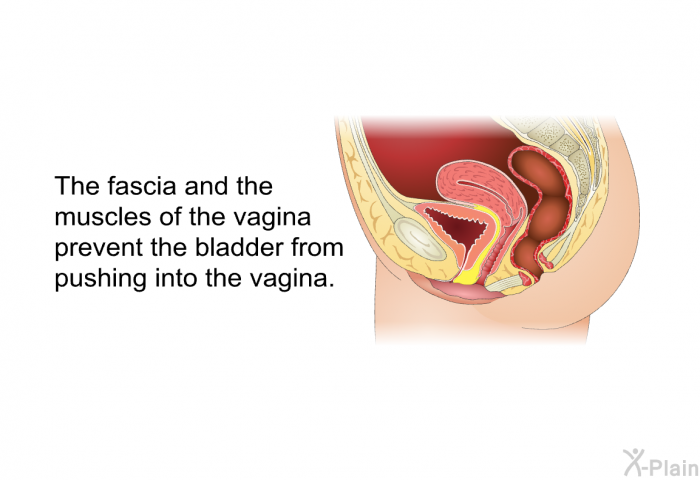 The fascia and the muscles of the vagina prevent the bladder from pushing into the vagina.