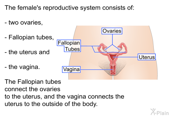The female's reproductive system consists of two ovaries, Fallopian tubes, the uterus and the vagina. The Fallopian tubes connect the ovaries to the uterus, and the vagina connects the uterus to the outside of the body.
