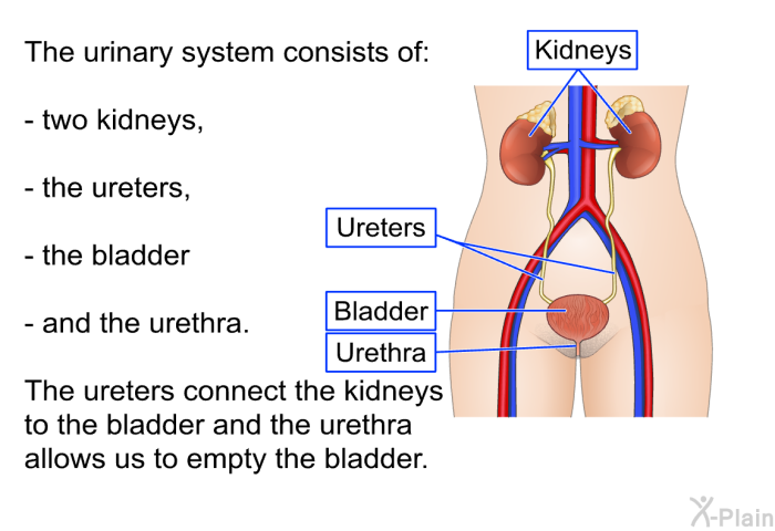 The urinary system consists of two kidneys, the ureters, the bladder and the urethra. The ureters connect the kidneys to the bladder and the urethra allows us to empty the bladder.