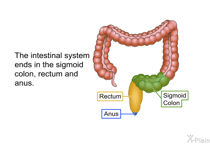 The intestinal system ends in the sigmoid colon, rectum and anus.