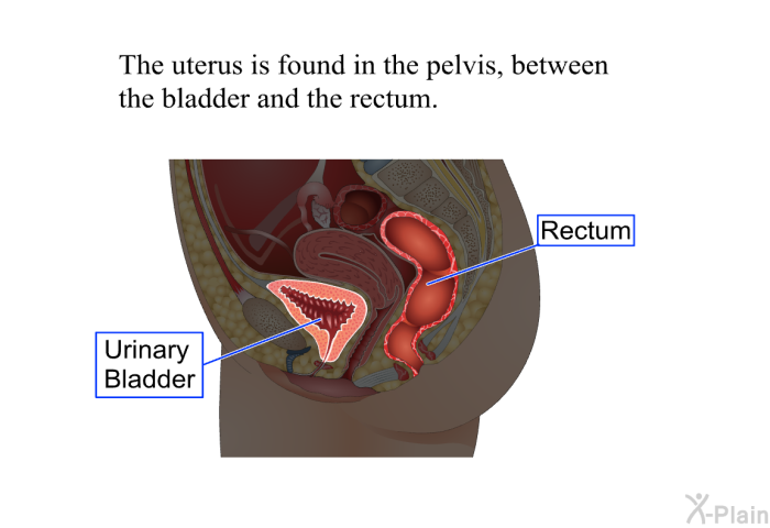 The uterus is found in the pelvis, between the bladder and the rectum.