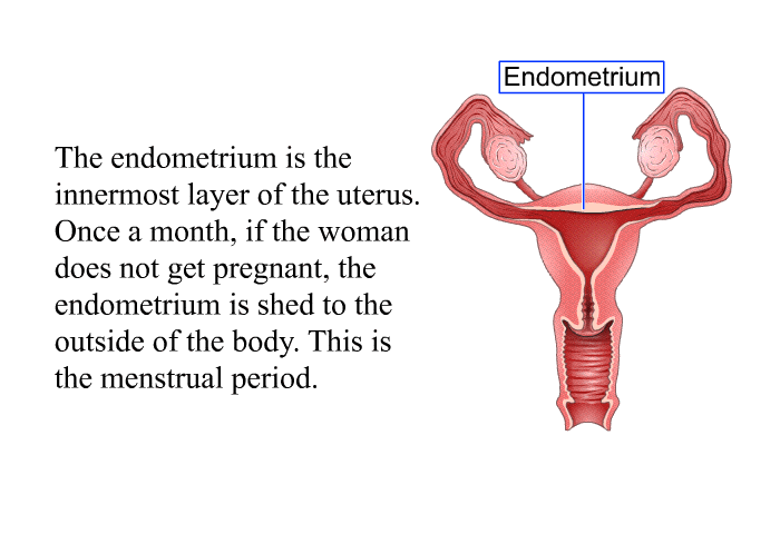 The endometrium is the innermost layer of the uterus. Once a month, if the woman does not get pregnant, the endometrium is shed to the outside of the body. This is the menstrual period.