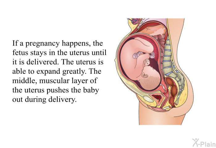 If a pregnancy happens, the fetus stays in the uterus until it is delivered. The uterus is able to expand greatly. The middle, muscular layer of the uterus pushes the baby out during delivery.