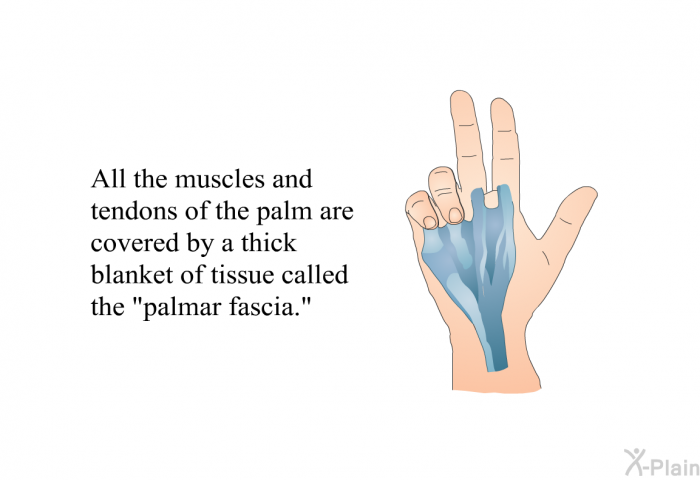 All the muscles and tendons of the palm are covered by a thick blanket of tissue called the “palmar fascia.”