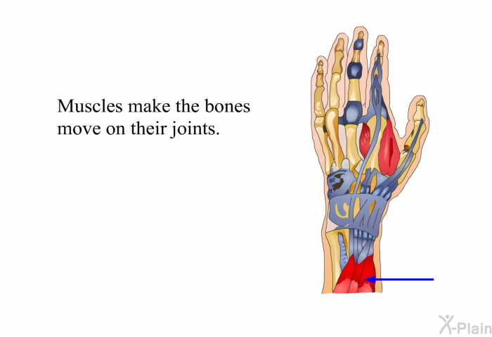 Muscles make the bones move on their joints.