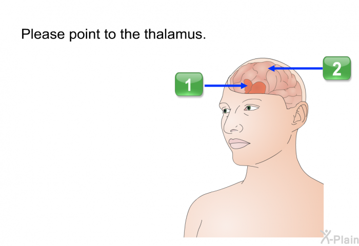 Please point to the thalamus.