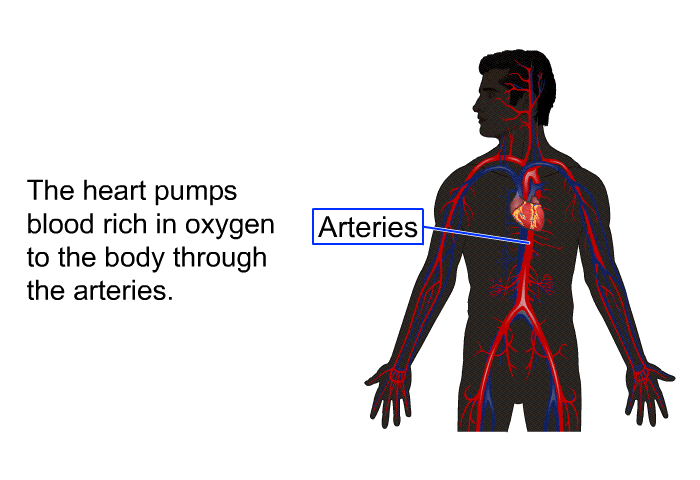 The heart pumps blood rich in oxygen to the body through the arteries.