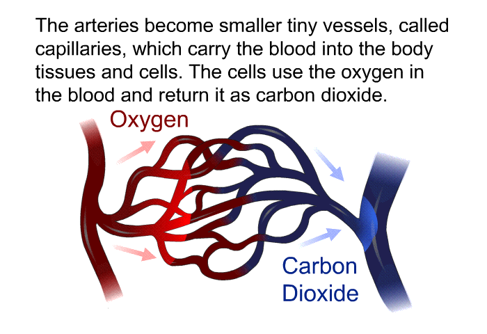 The arteries become smaller tiny vessels, called capillaries, which carry the blood into the body tissues and cells. The cells use the oxygen in the blood and return it as carbon dioxide.