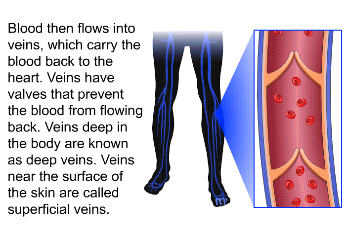Blood then flows into veins, which carry the blood back to the heart. Veins have valves that prevent the blood from flowing back. Veins deep in the body are known as deep veins. Veins near the surface of the skin are called superficial veins.