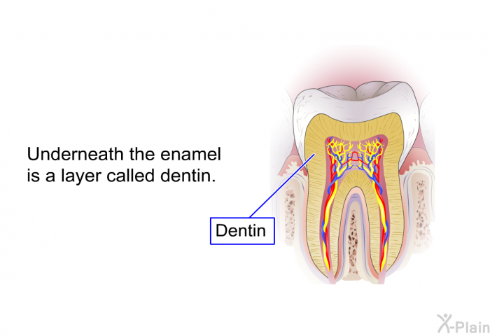 Underneath the enamel is a layer called dentin.
