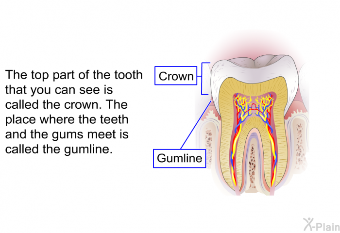The top part of the tooth that you can see is called the crown. The place where the teeth and the gums meet is called the gumline.