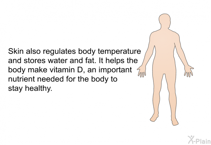 Skin also regulates body temperature and stores water and fat. It helps the body make vitamin D, an important nutrient needed for the body to stay healthy.