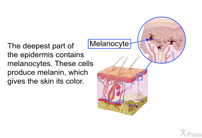 The deepest part of the epidermis contains melanocytes. These cells produce melanin, which gives the skin its color.