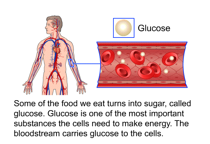 Some of the food we eat turns into sugar, called glucose. Glucose is one of the most important substances the cells need to make energy. The bloodstream carries glucose to the cells.