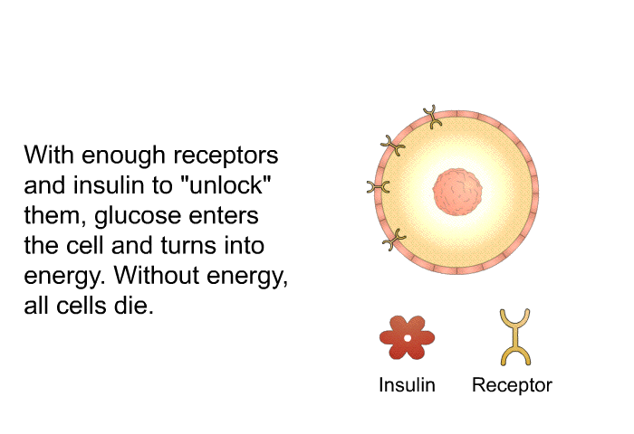 With enough receptors and insulin to “unlock” them, glucose enters the cell and turns into energy. Without energy, all cells die.