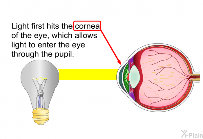 Light first hits the cornea of the eye, which allows light to enter the eye through the pupil.
